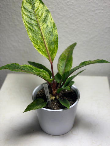 Anthurium bonplandii „Variegata“
