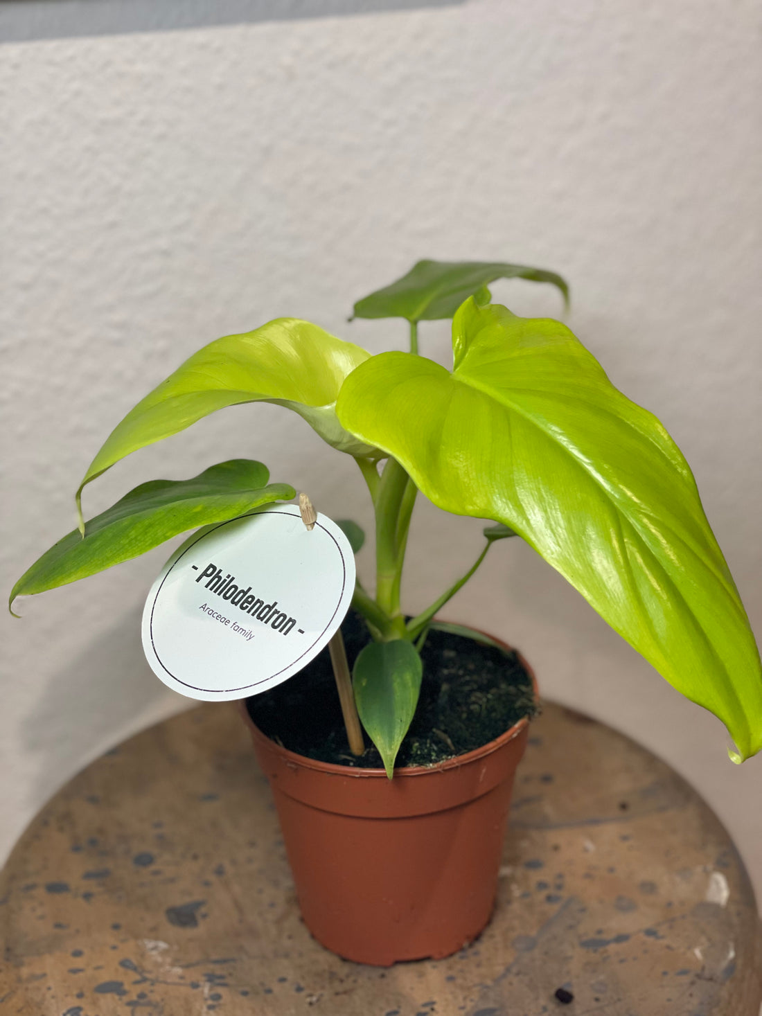 Philodendron „Golden Violin“