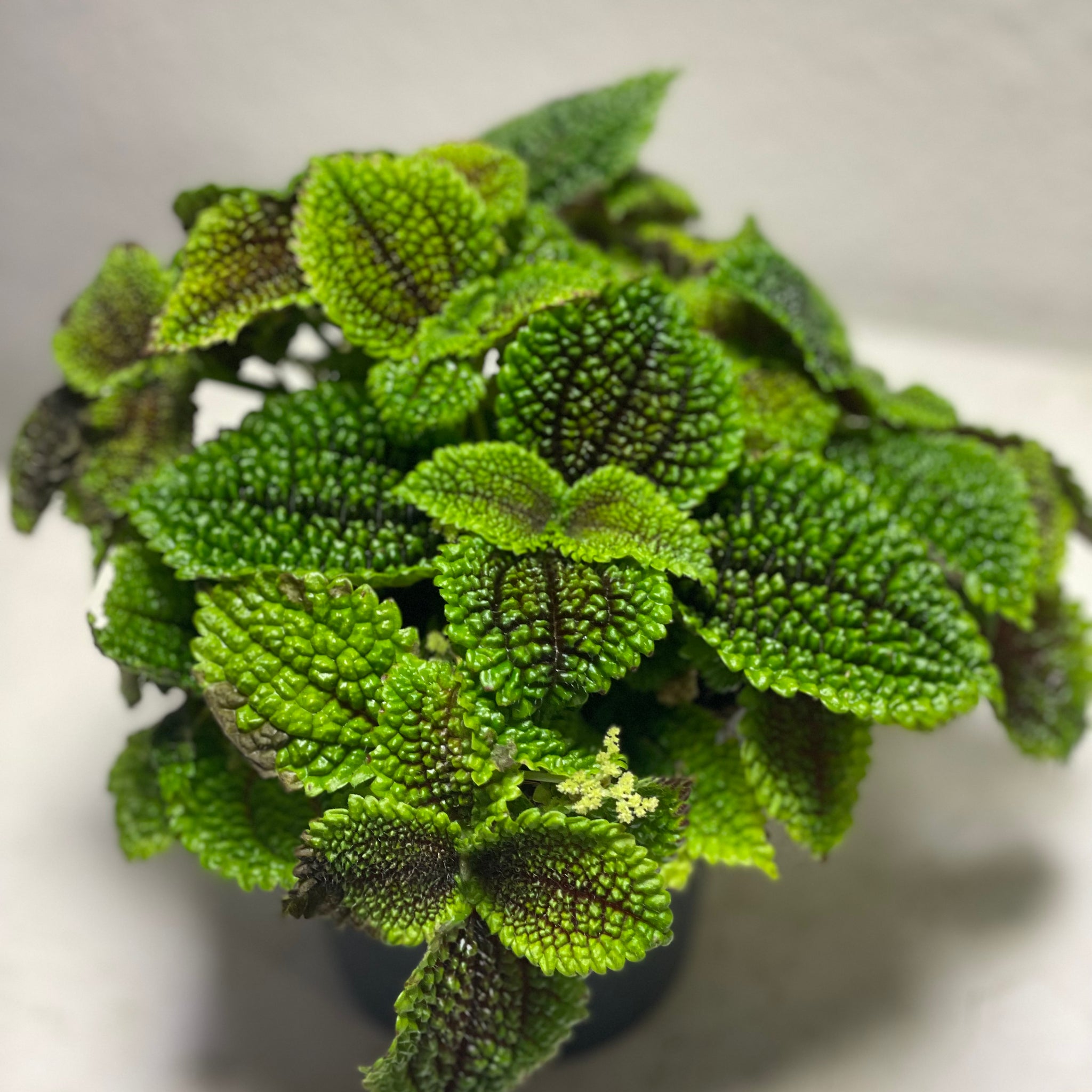 Pilea „Moon Valley“