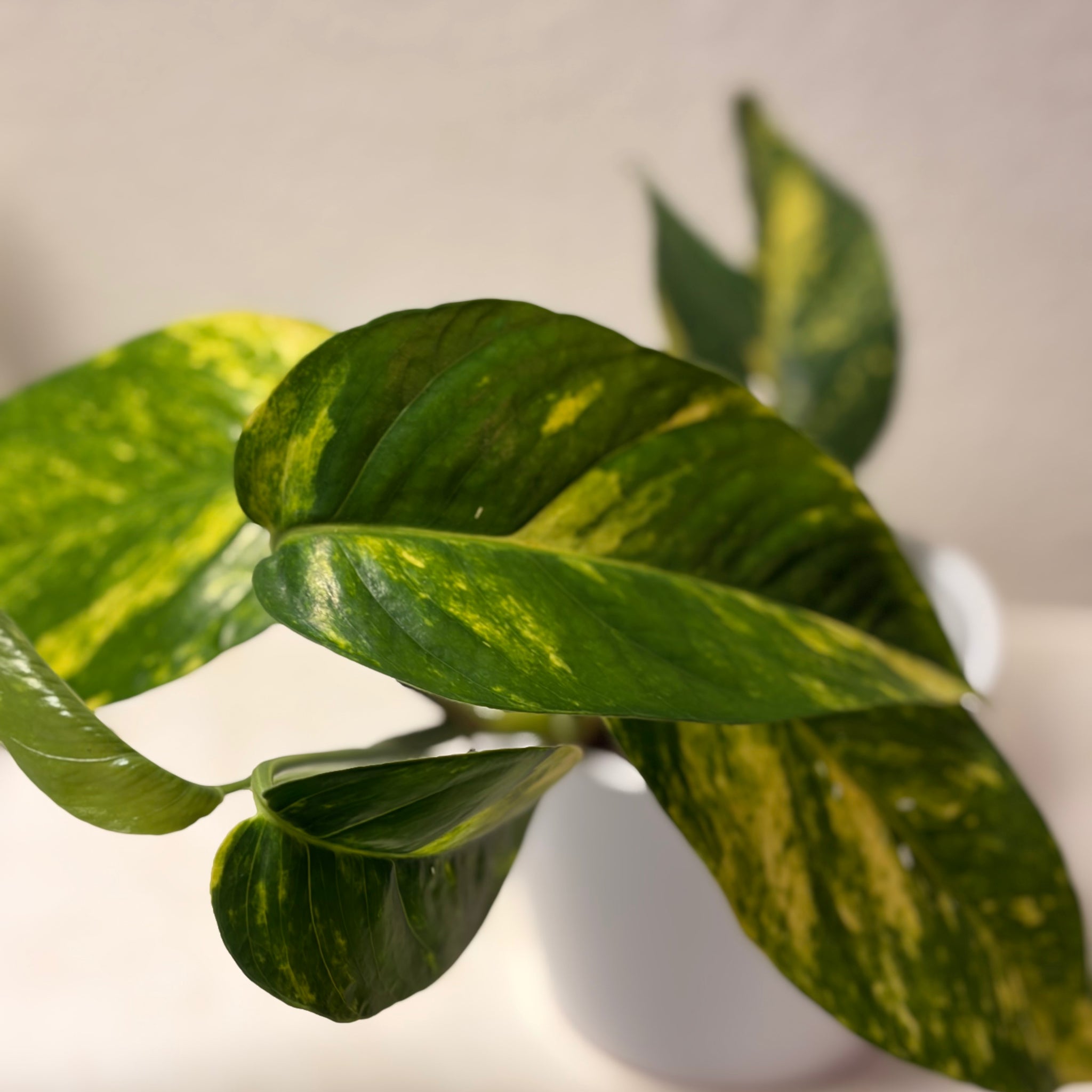 Epipremnum pinnatum „Sundust“