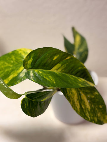 Epipremnum pinnatum „Sundust“