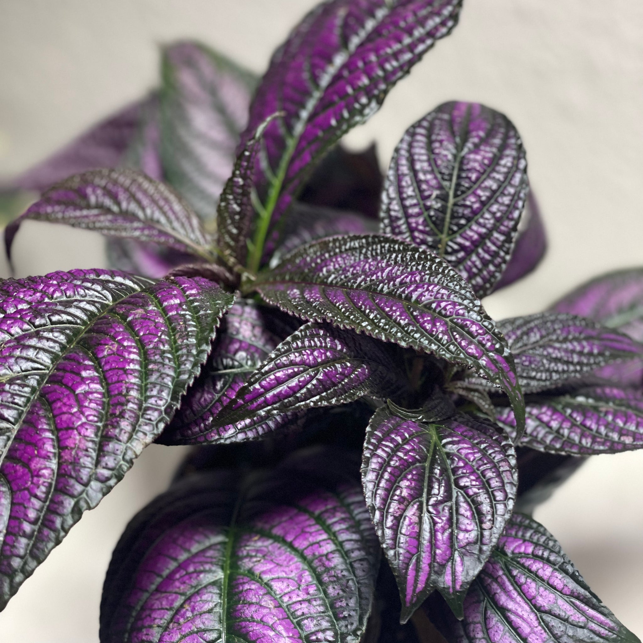 Strobilanthes