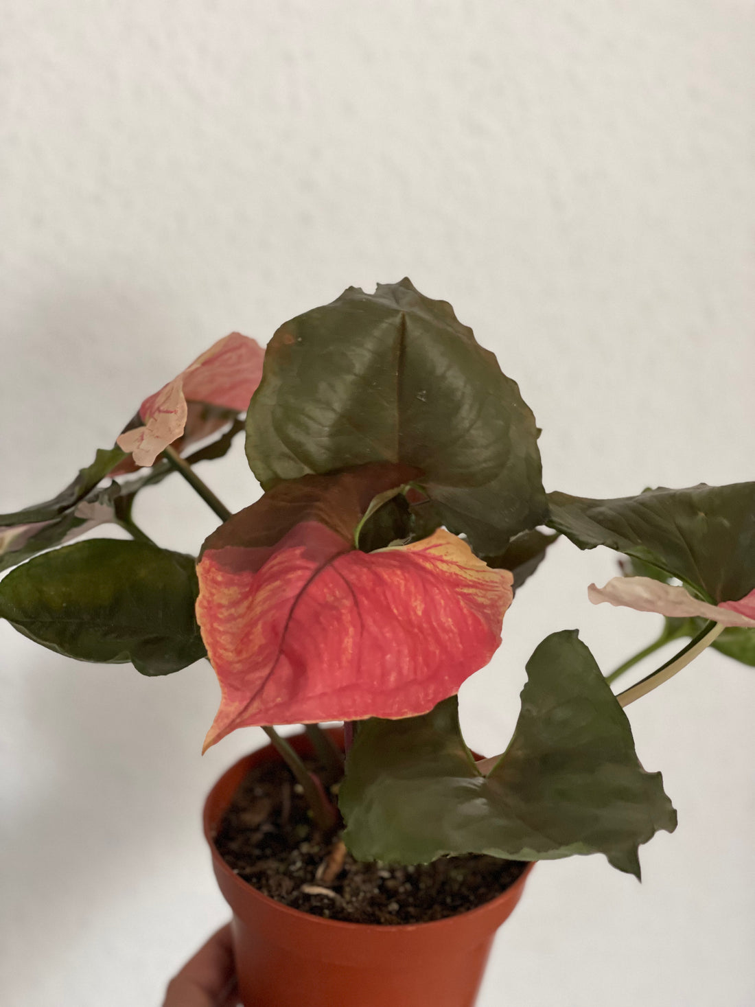 Syngonium „Strawberry Ice Galaxy“ - Planthouse Onlineshop