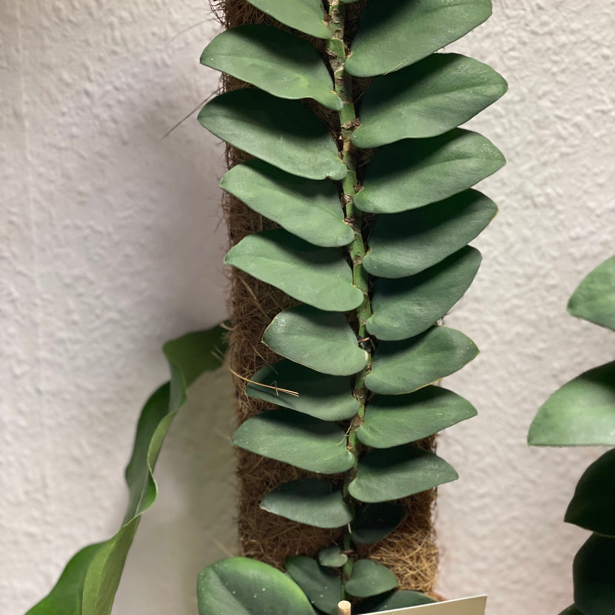 Rhaphidophora hongkongiensis