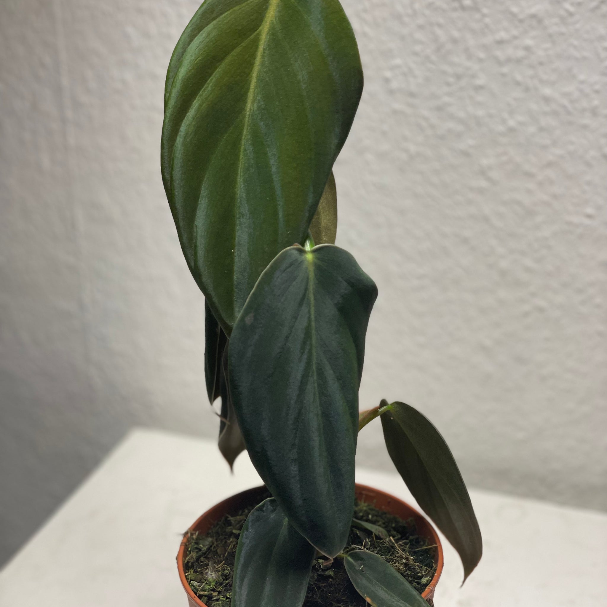 Philodendron gigas