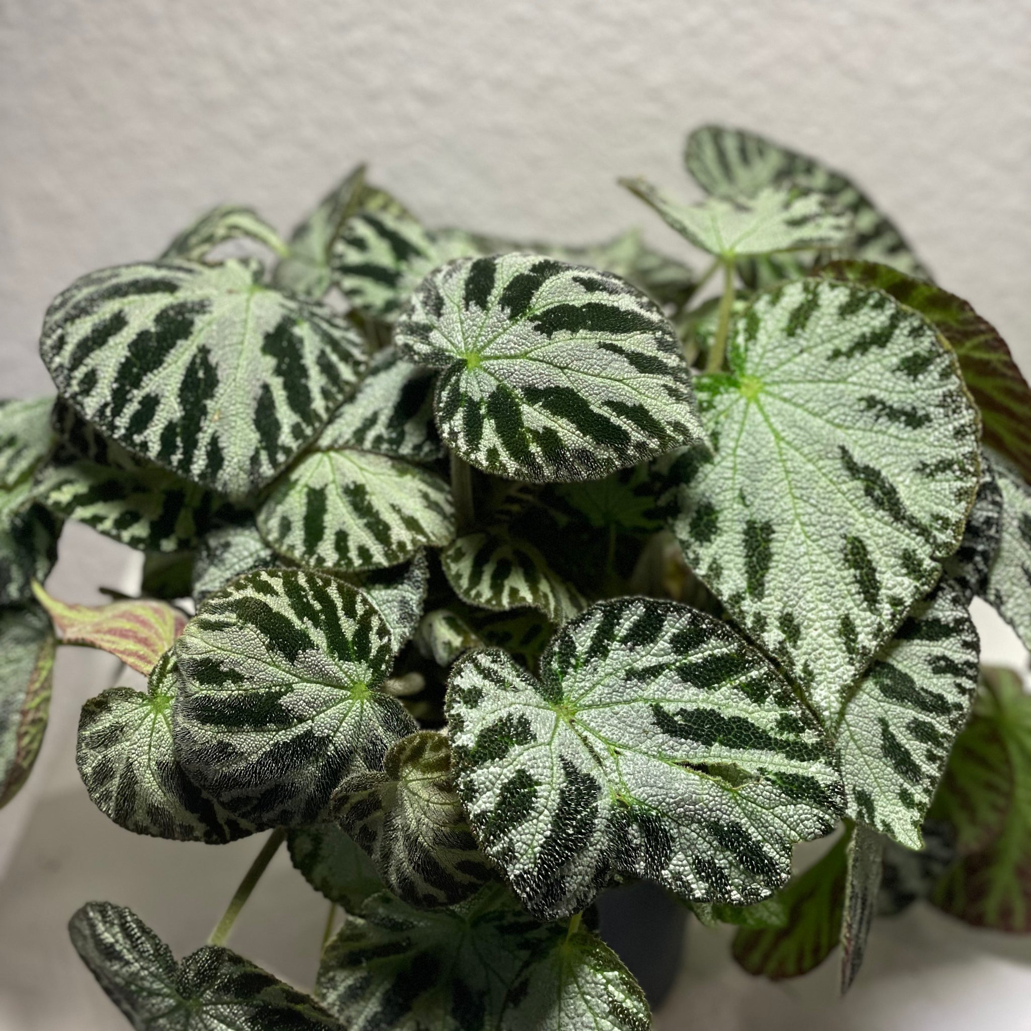 Begonie „Silver Juwel“