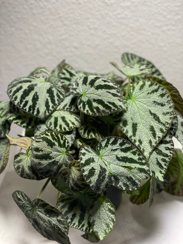 Begonie „Silver Juwel“