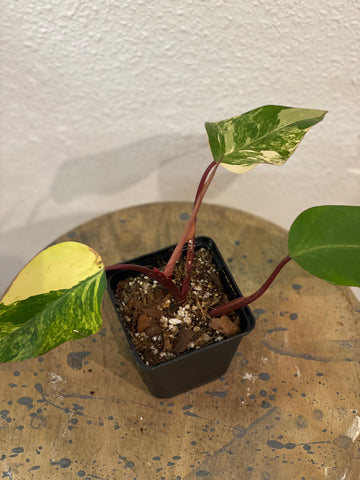 Philodendron „Strawberry Shake“