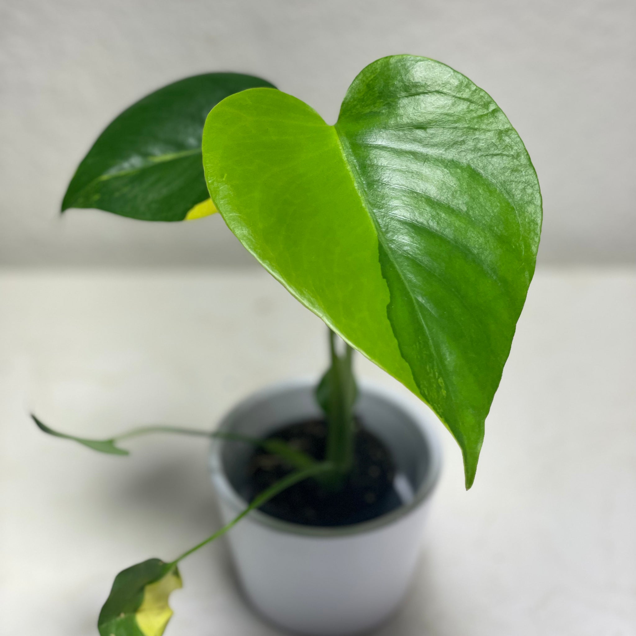 Monstera deliciosa „Yellow Marylin“