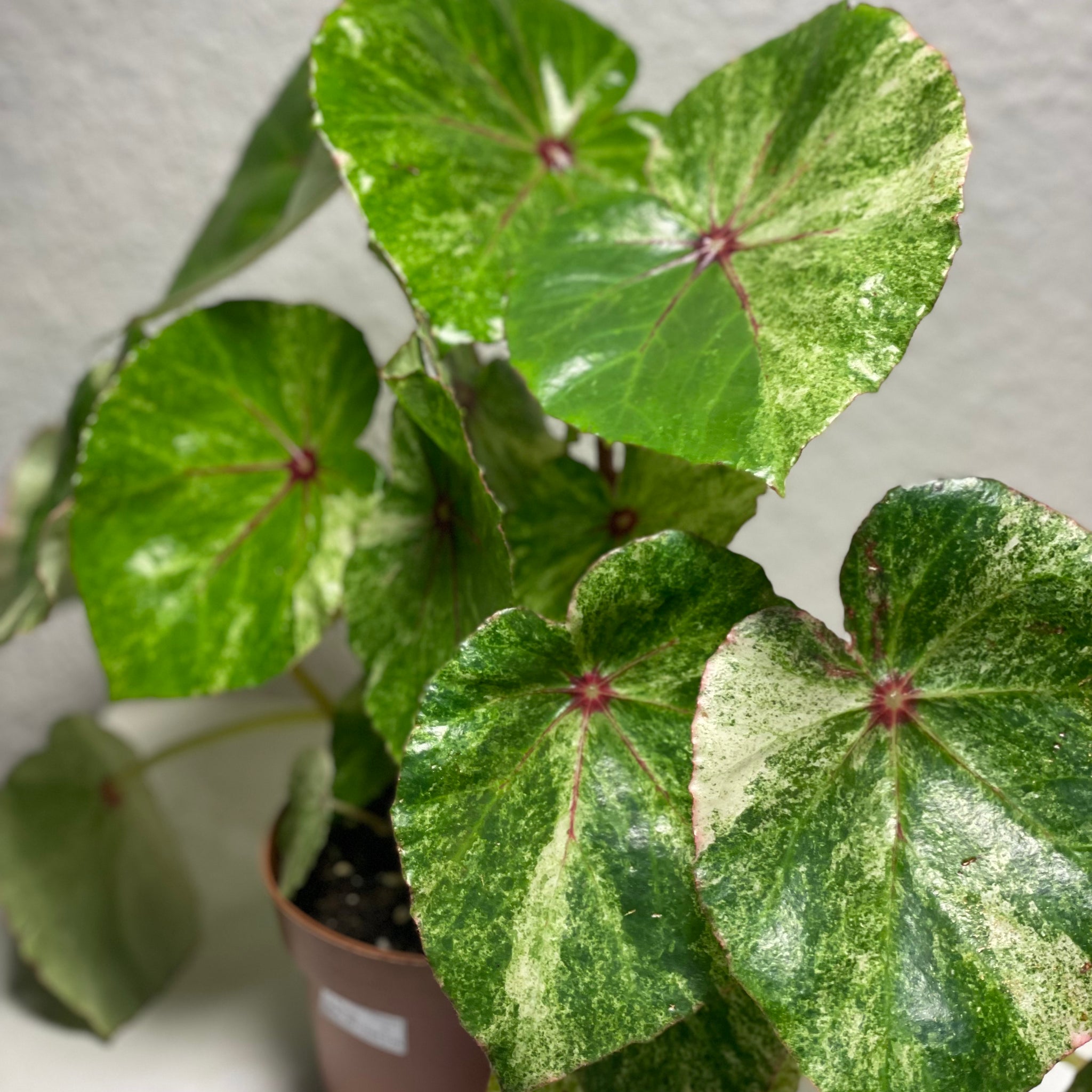 Begonia „Rouge Variegata“