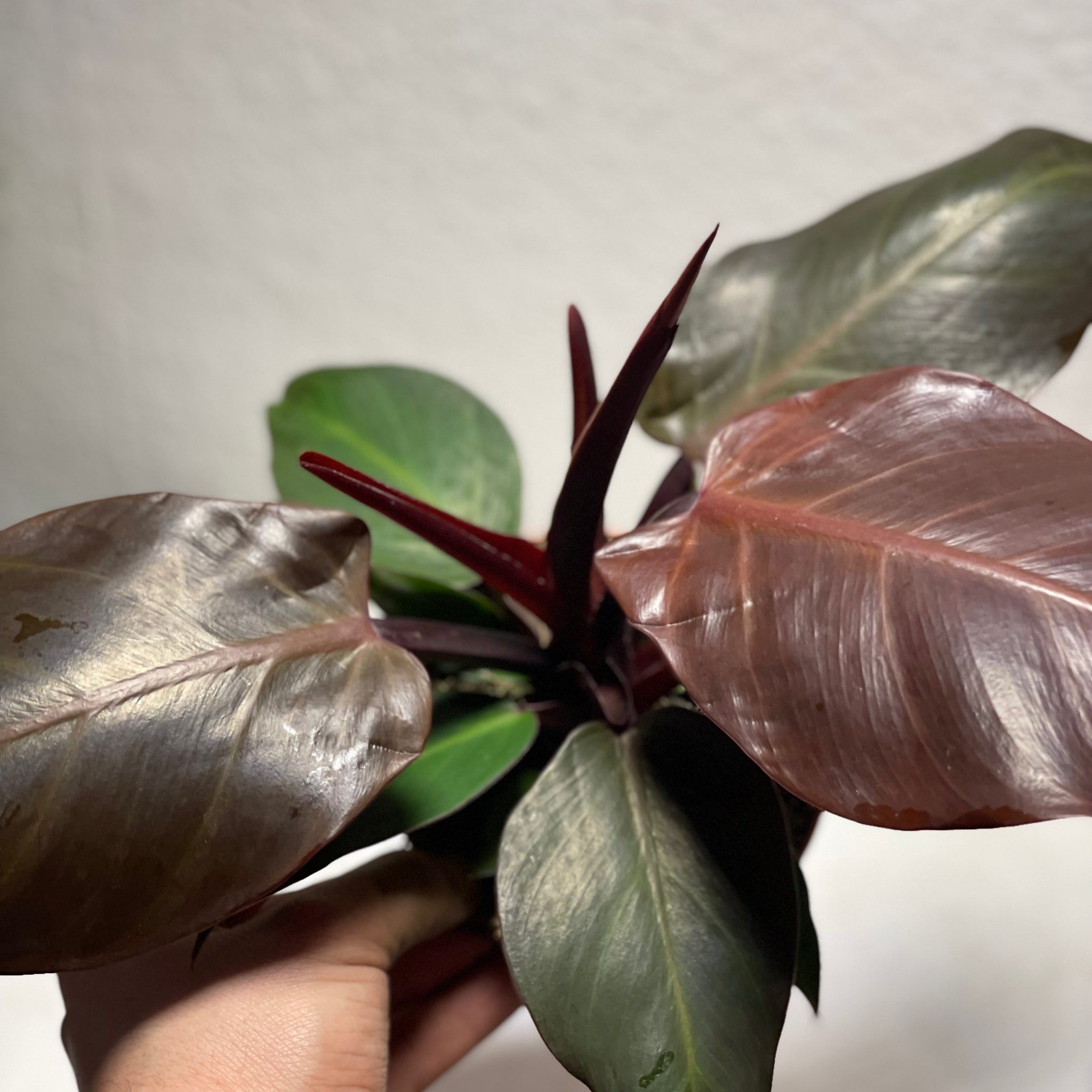 Philodendron „Cherry Red“