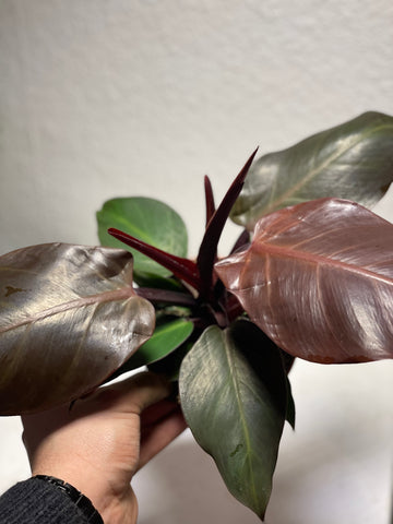 Philodendron „Cherry Red“