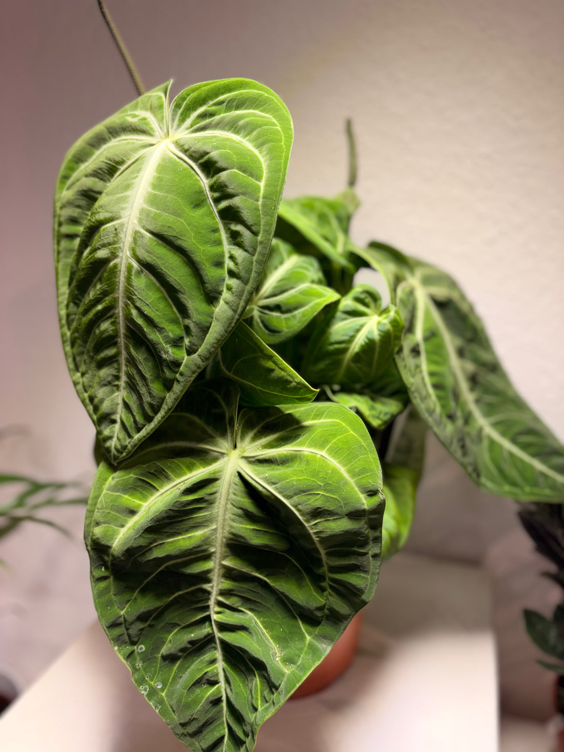 Anthurium villenaorum XL