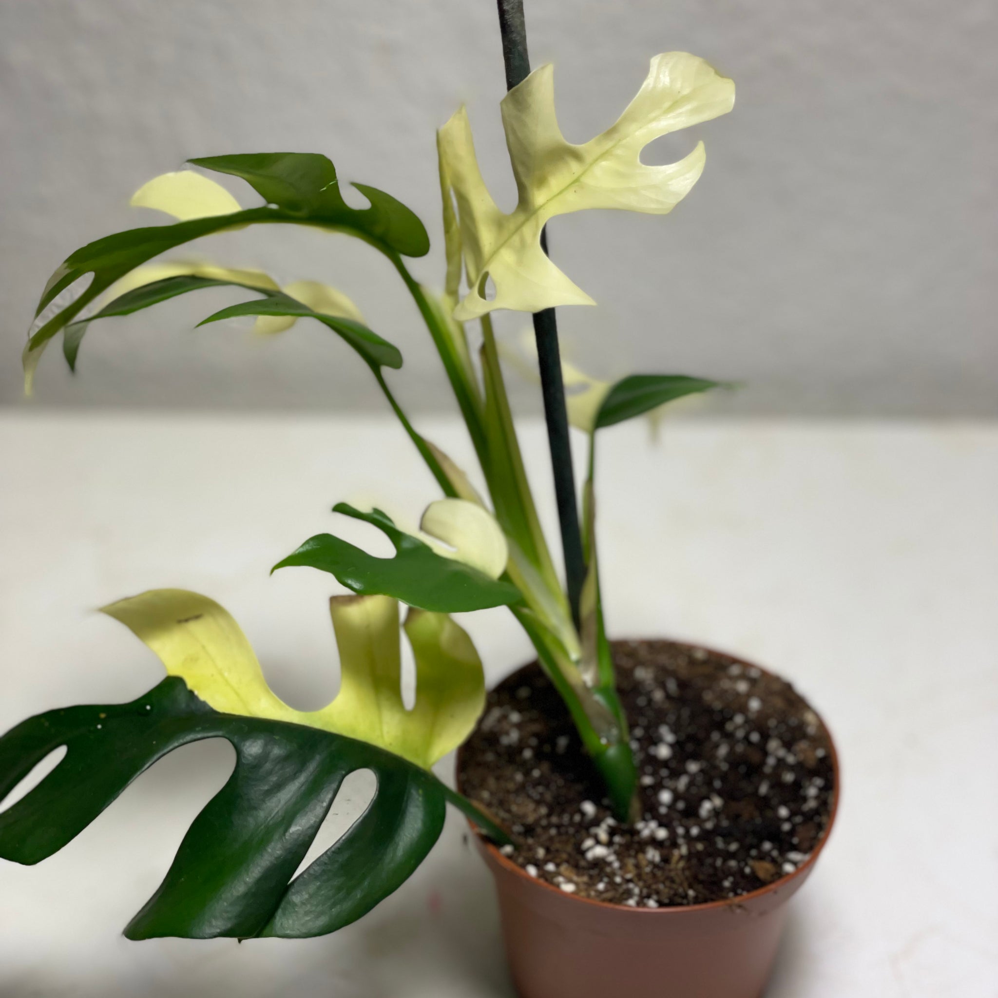 Rhaphidophora tetrasperma „Albo Variegata“ hoher Weissanteil