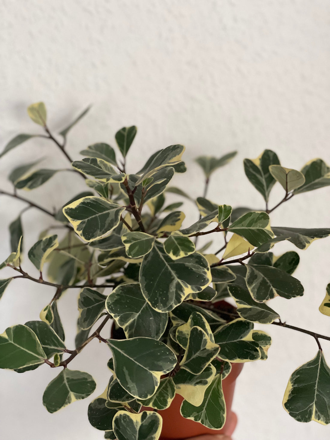 Ficus triangularis „Sweetheart“ - Planthouse Onlineshop