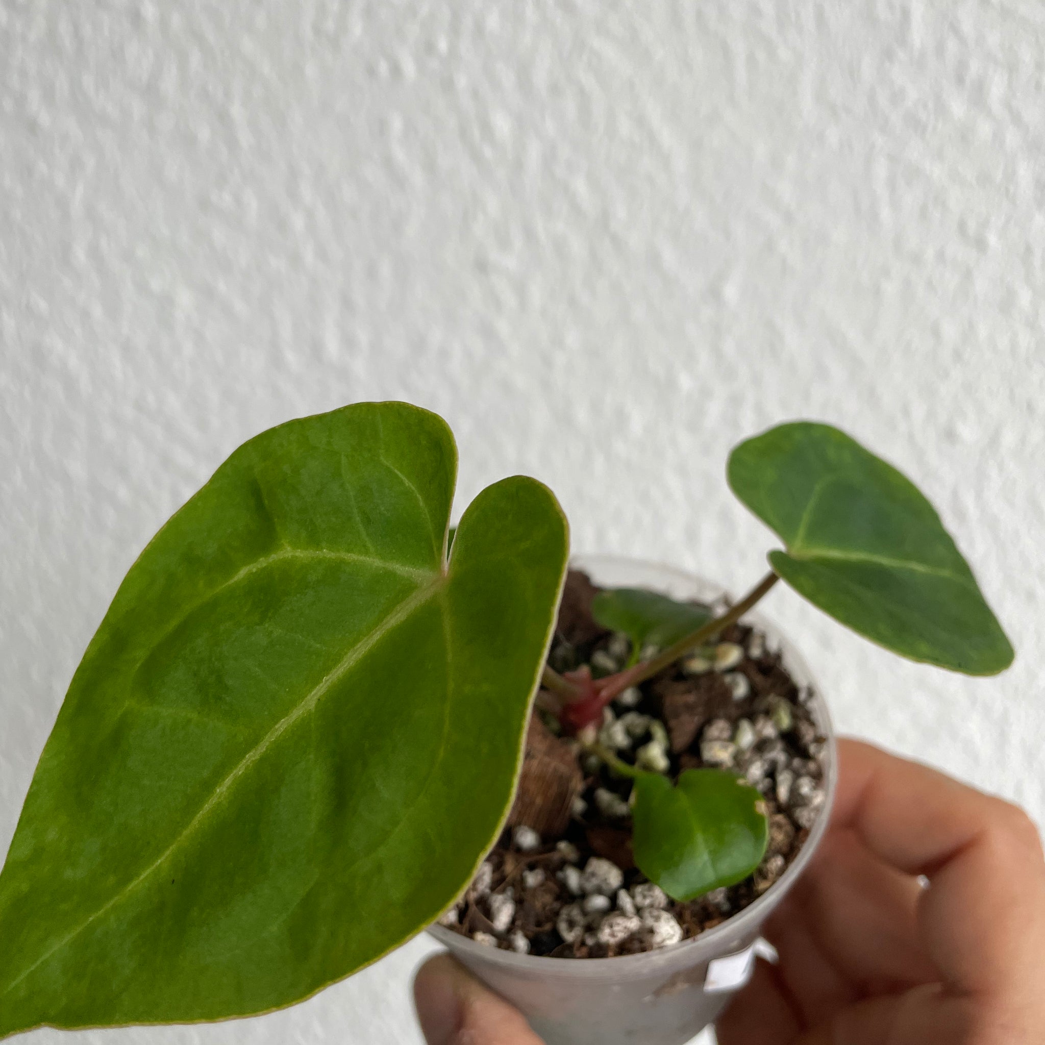 Anthurium magnificum x papillilaminum