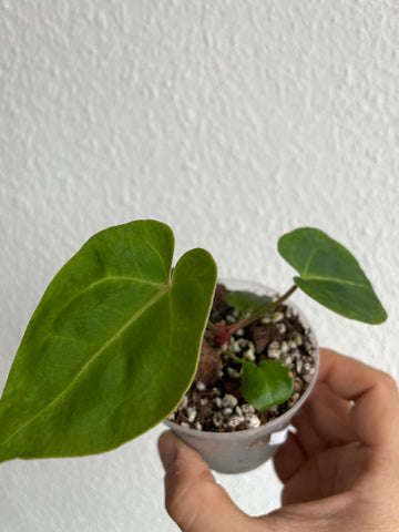 Anthurium magnificum x papillilaminum