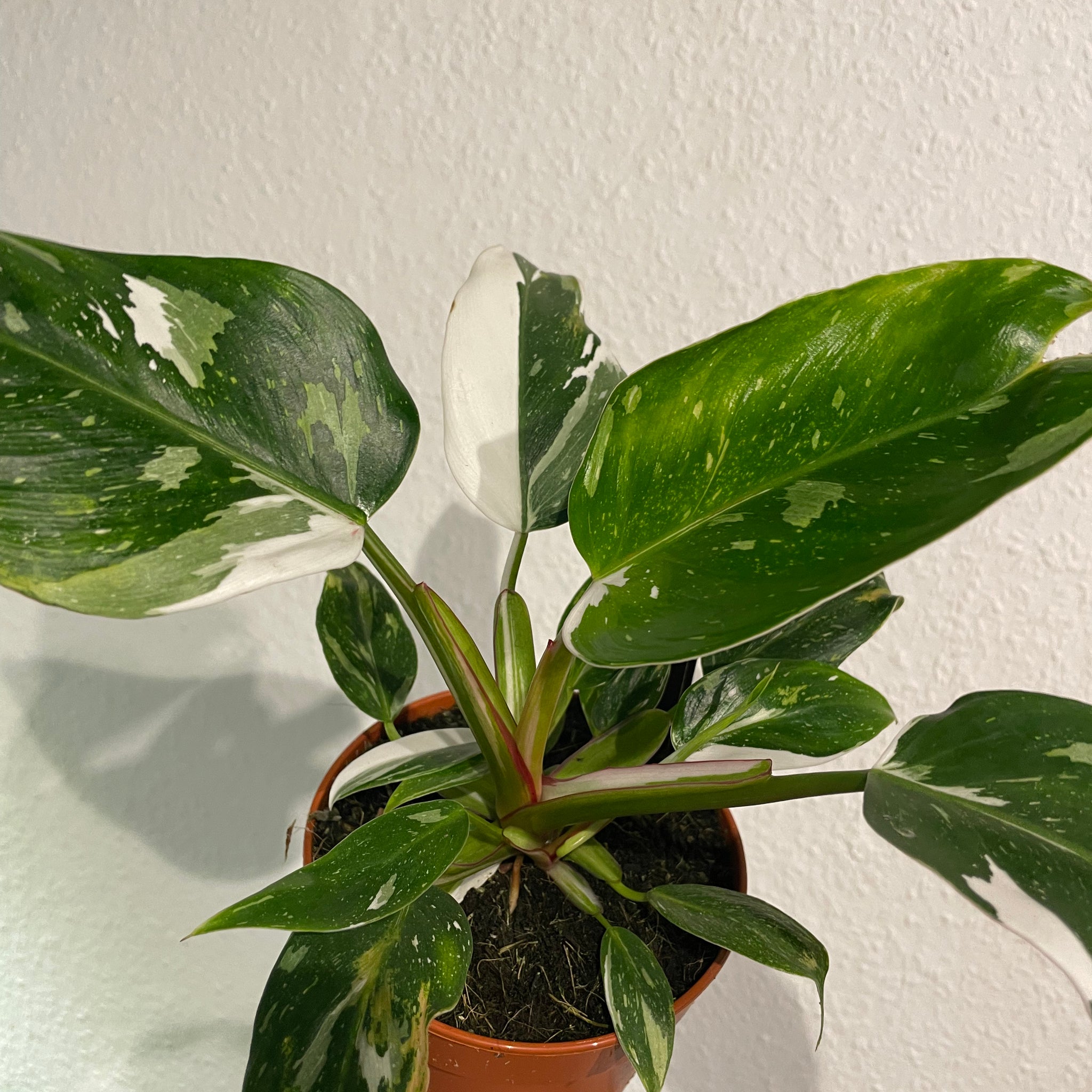 Philodendron „White Princess“ B-Ware