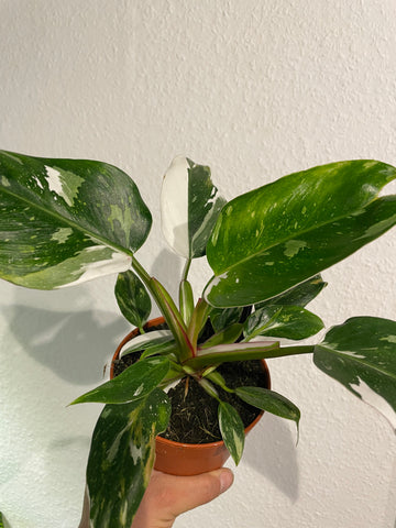 Philodendron „White Princess“ B-Ware