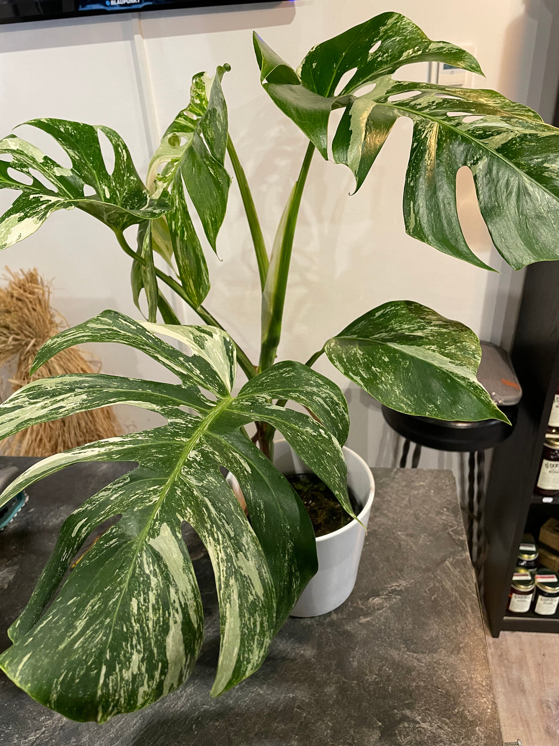 Monstera deliciosa „Variegata“ XL-Blatt