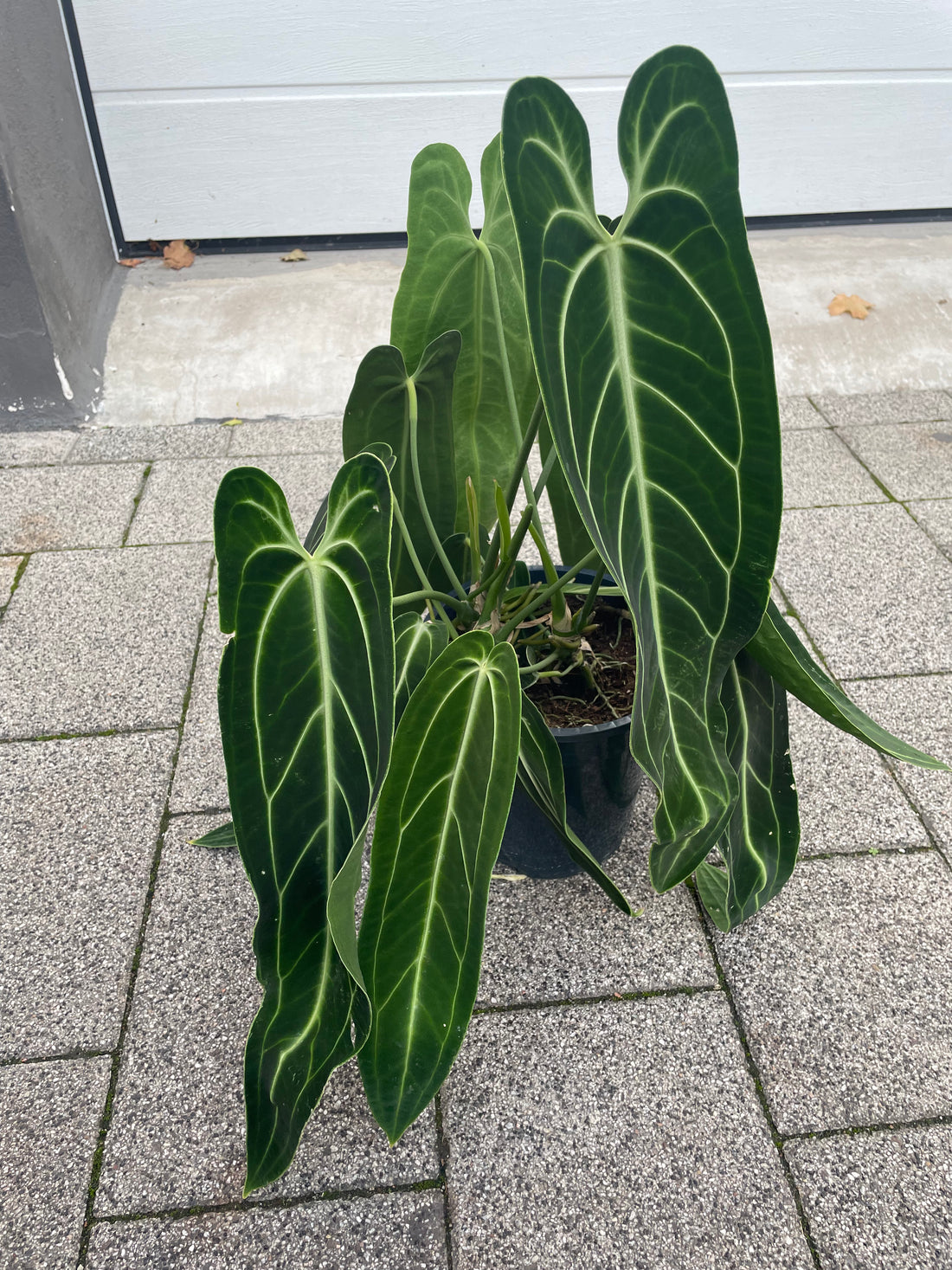 Anthurium warocqueanum