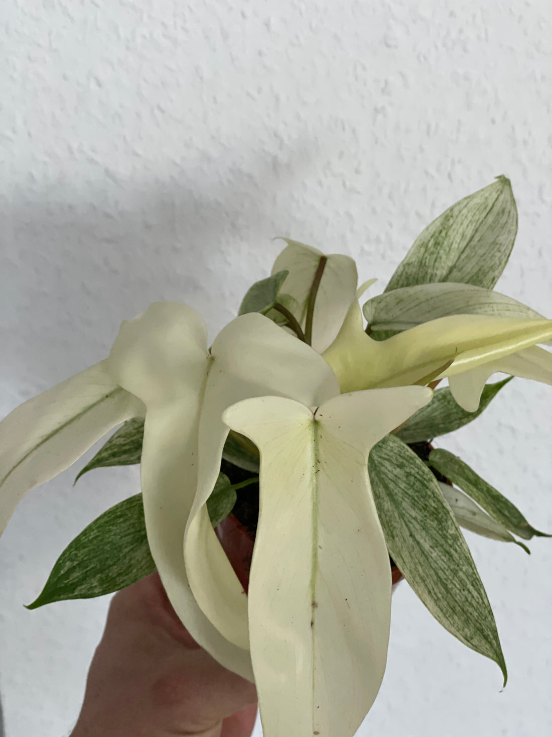 Philodendron „Florida Ghost“ - Planthouse Onlineshop