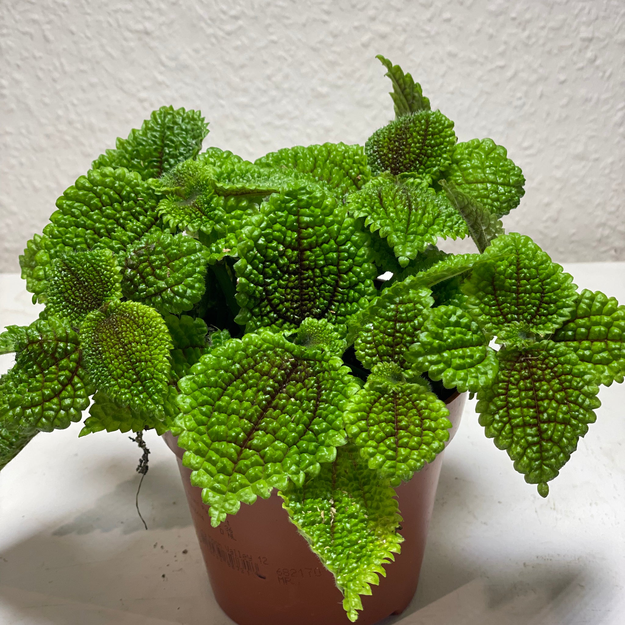 Pilea „Moon Valley“