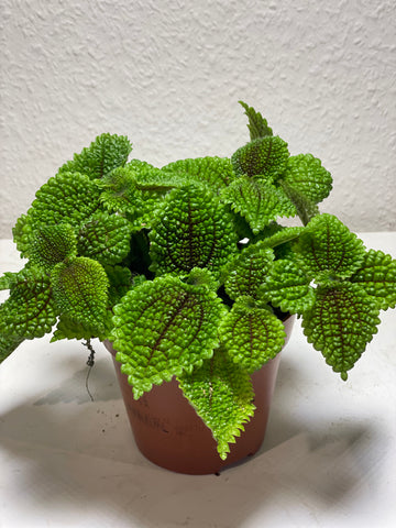 Pilea „Moon Valley“