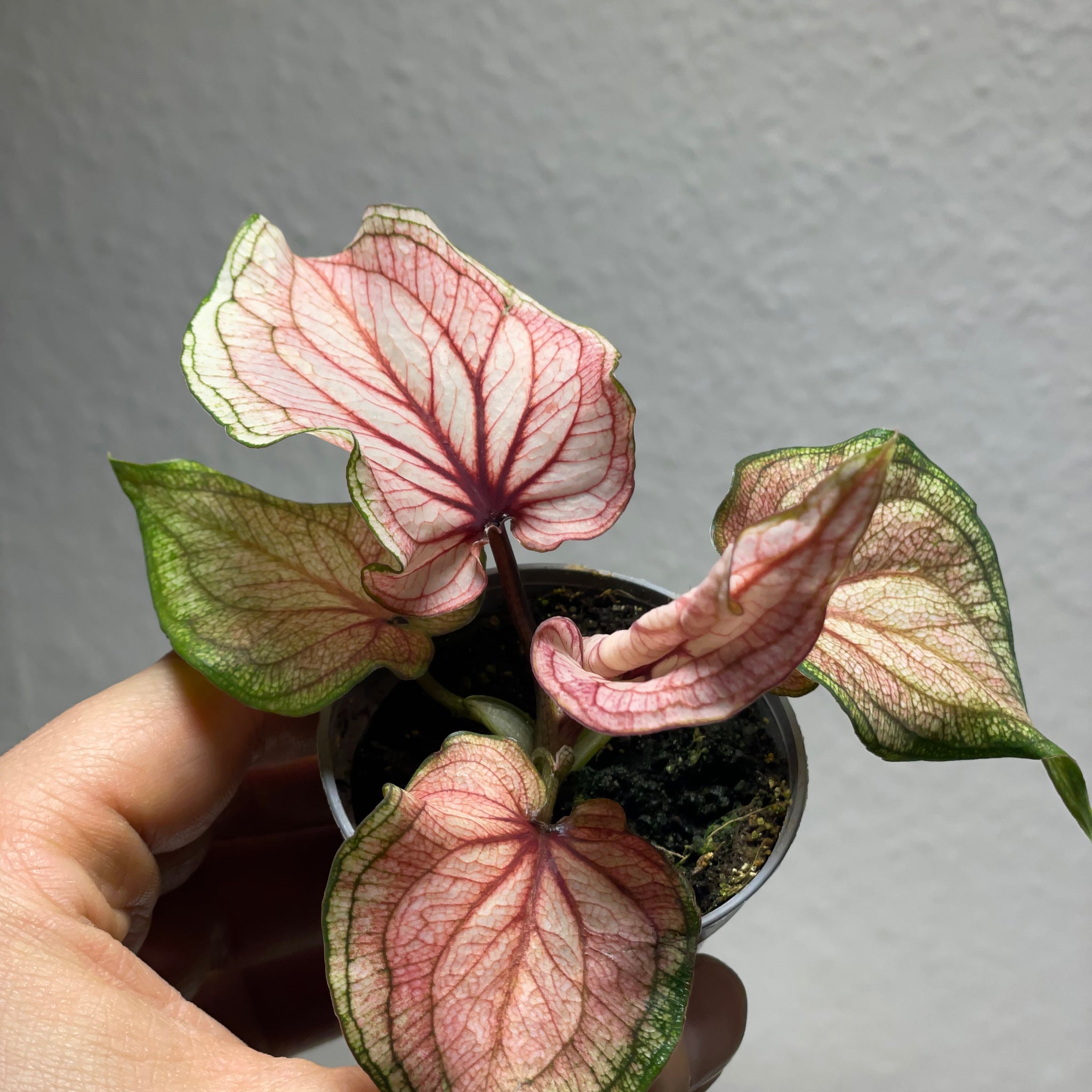 Caladium Hyb. Rosa