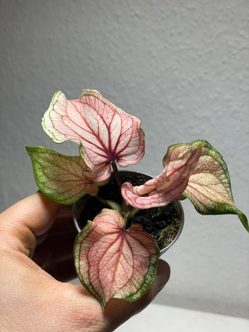 Caladium Hyb. Rosa