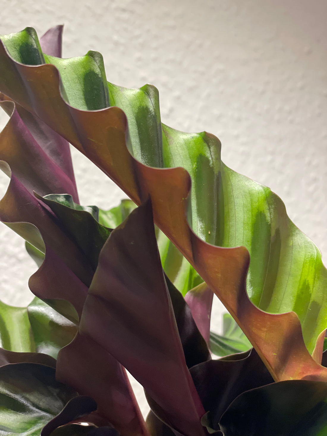 Calathea „Velvet Glory“
