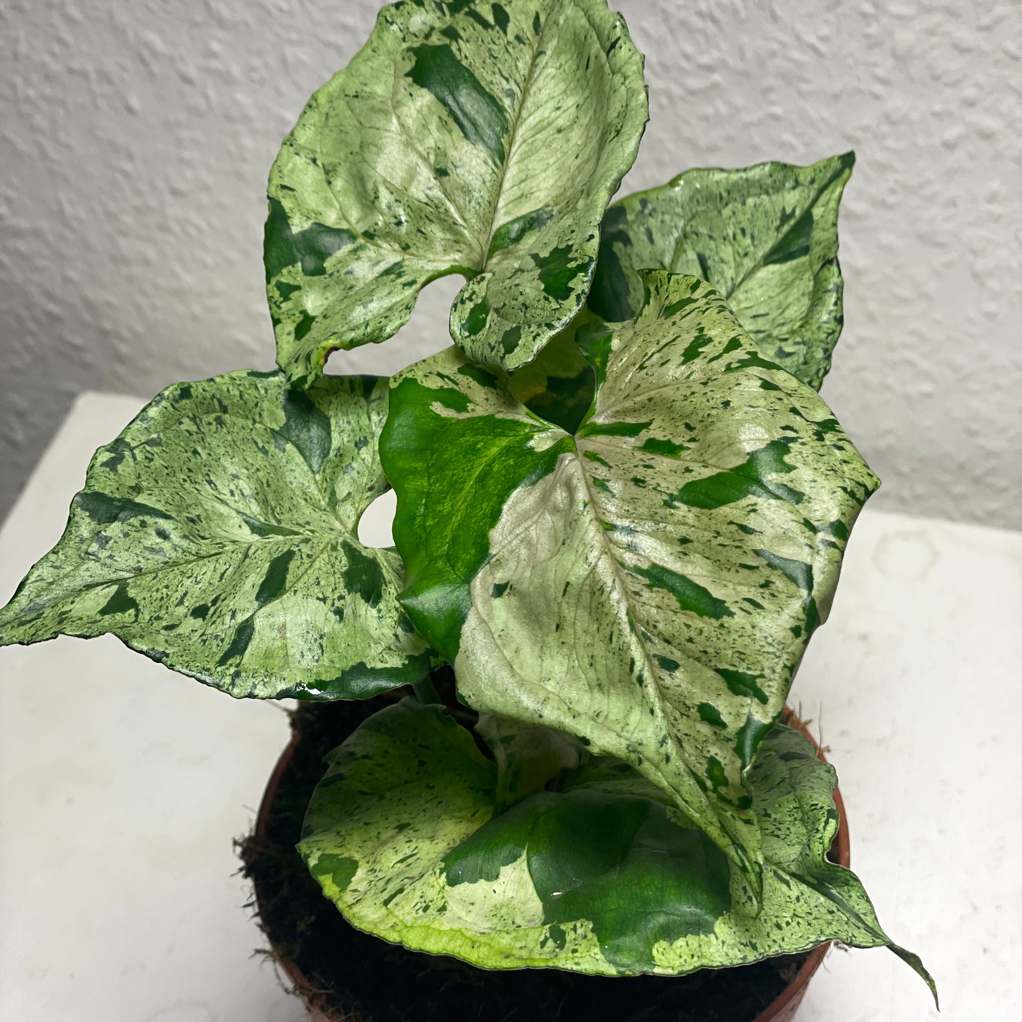 Syngonium „Green Splash“