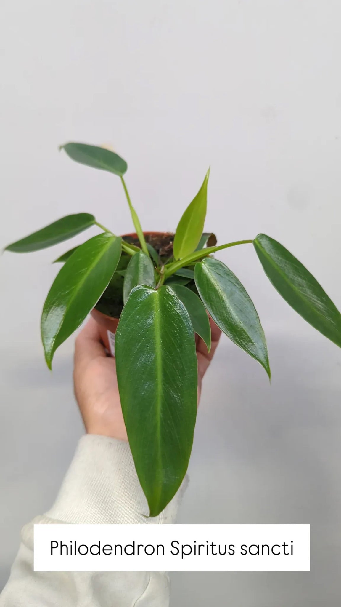 Philodendron „Spiritus Sancti“