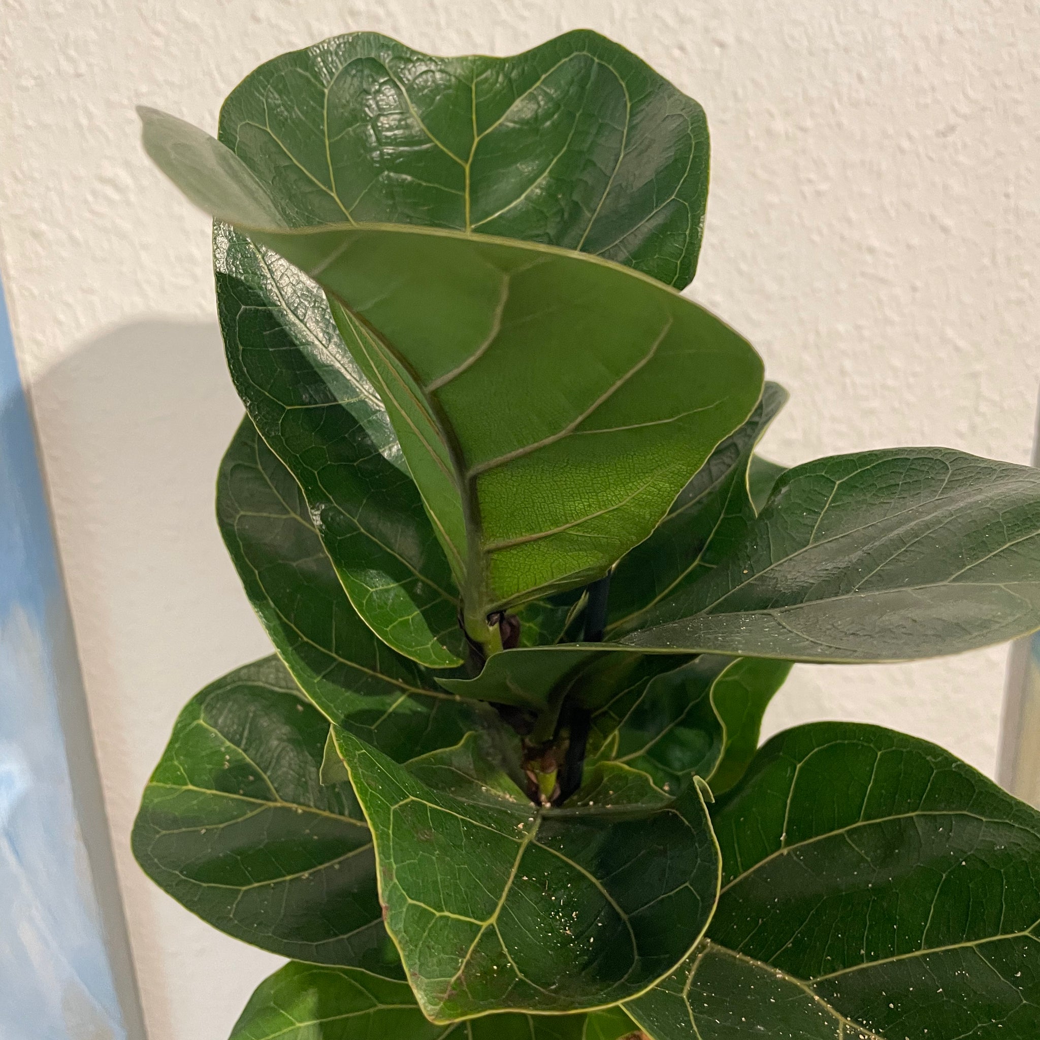 Ficus lyrata