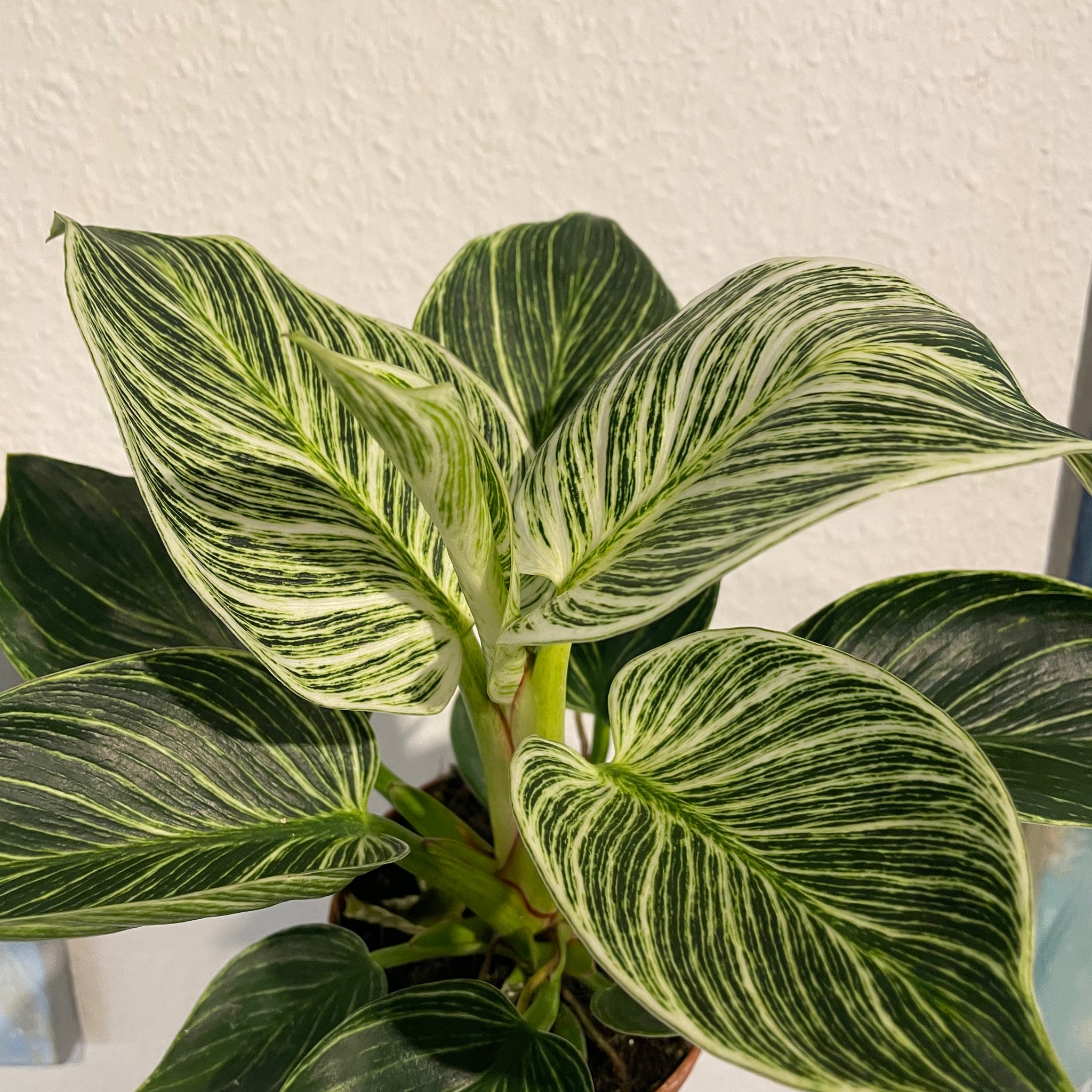 Philodendron „Birkin“