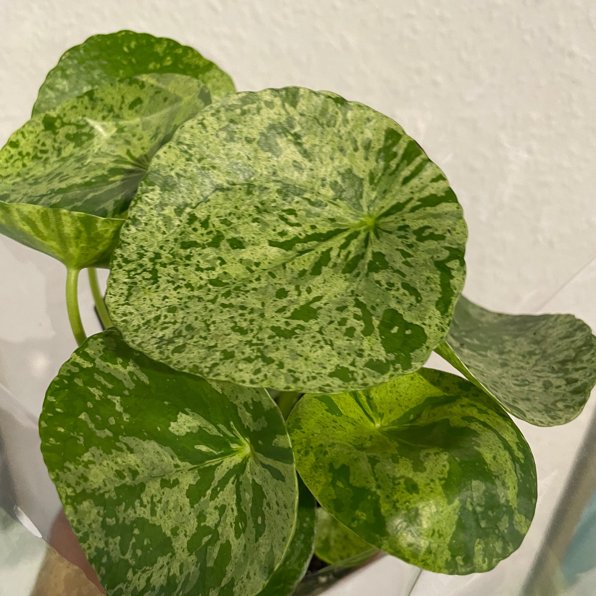 Pilea „Mojito“