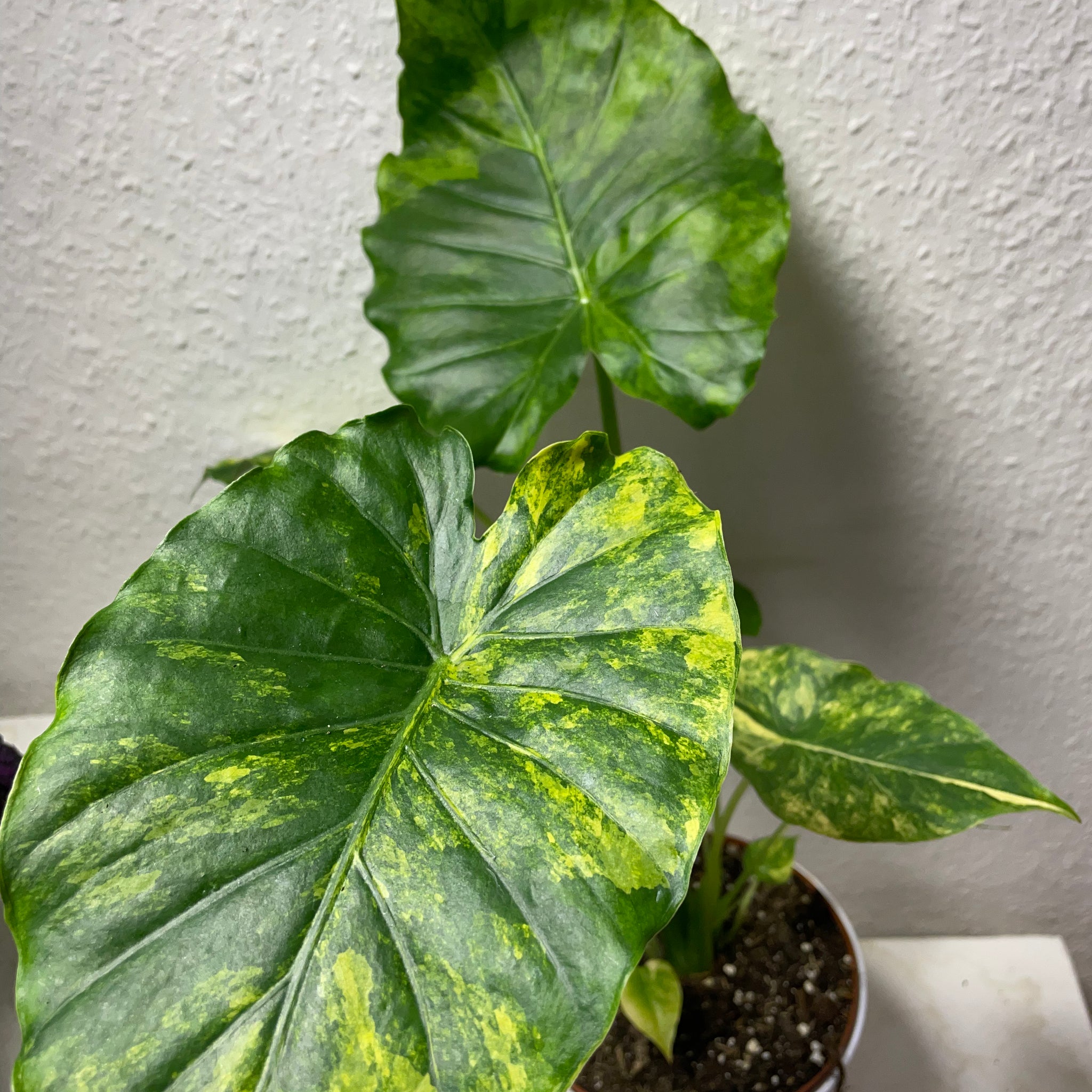 Alocasia gageana „Aurea“