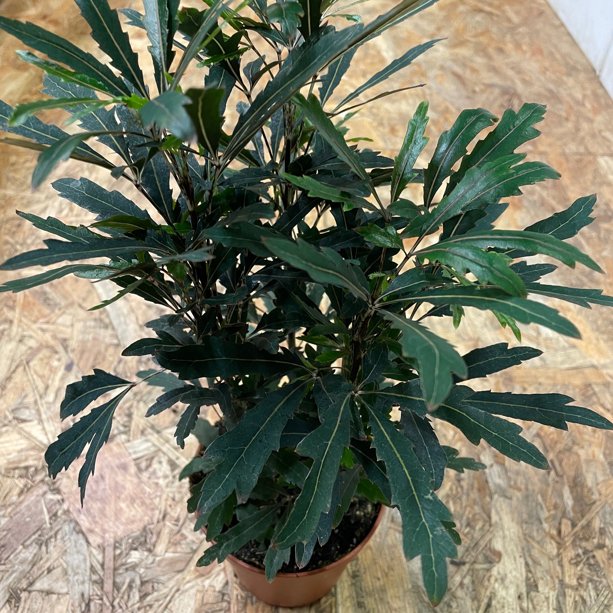 Dizygotheca elegantissima „Castor“