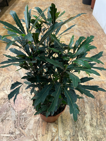 Dizygotheca elegantissima „Castor“