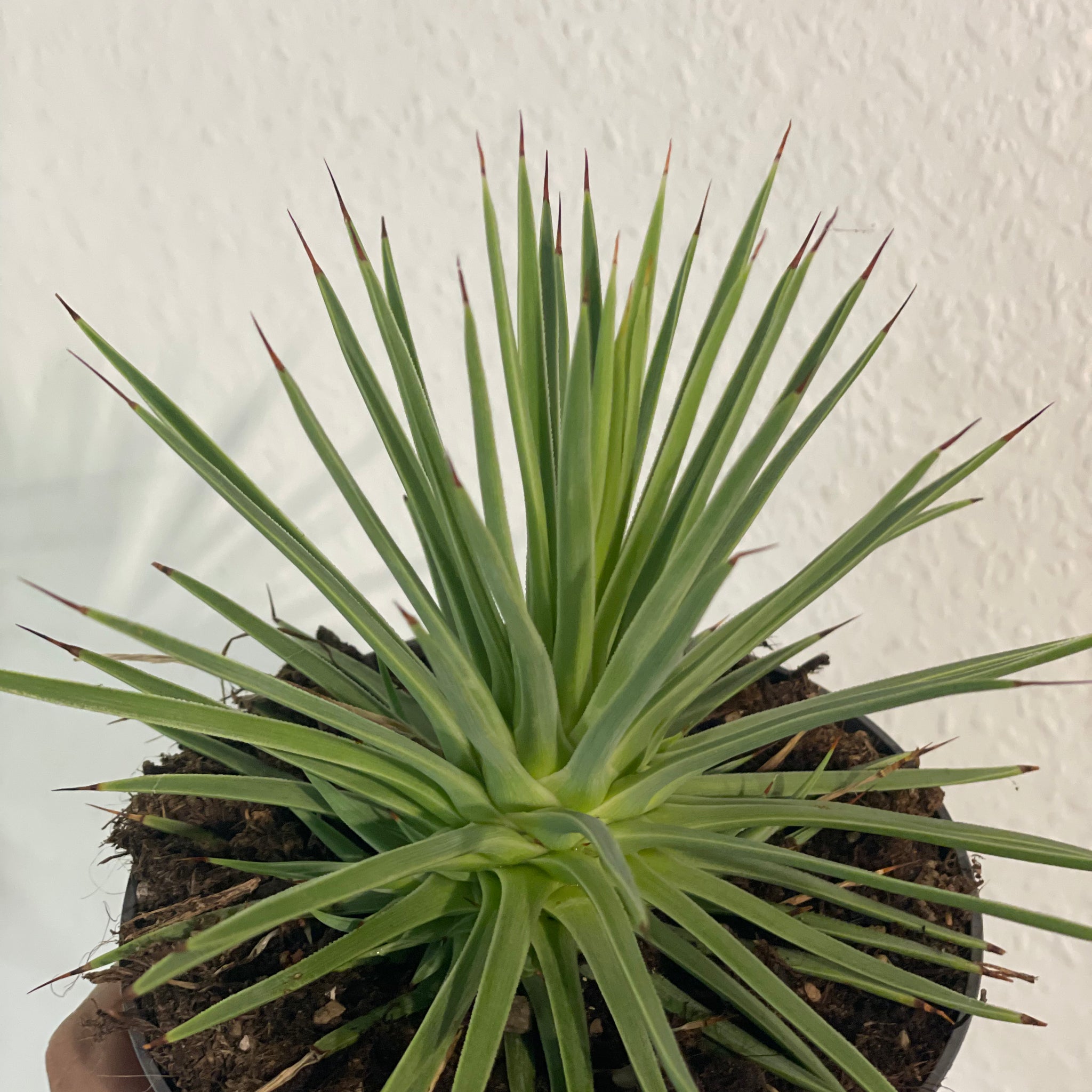 Agave stricta „Nana“