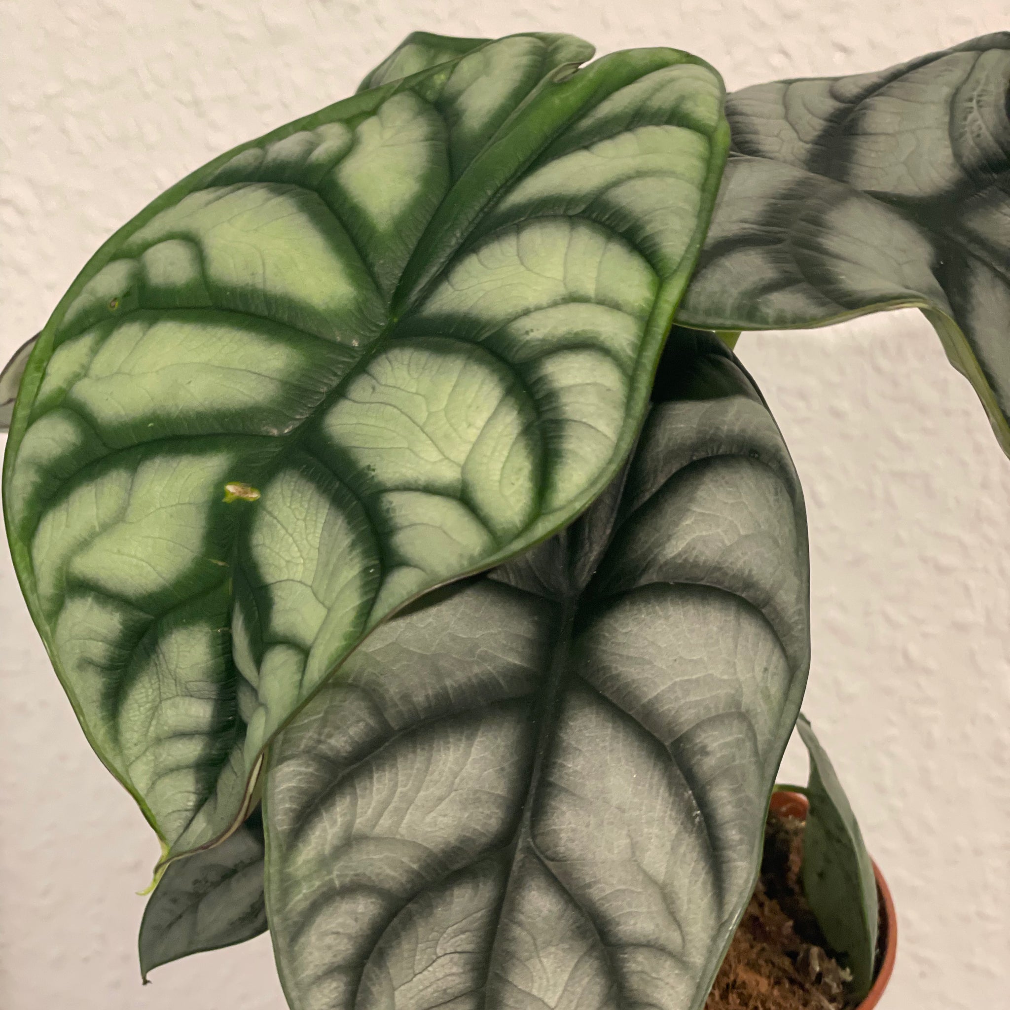 Alocasia „Silver Dragon“