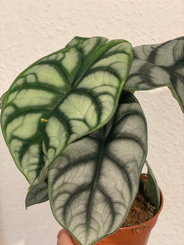 Alocasia „Silver Dragon“