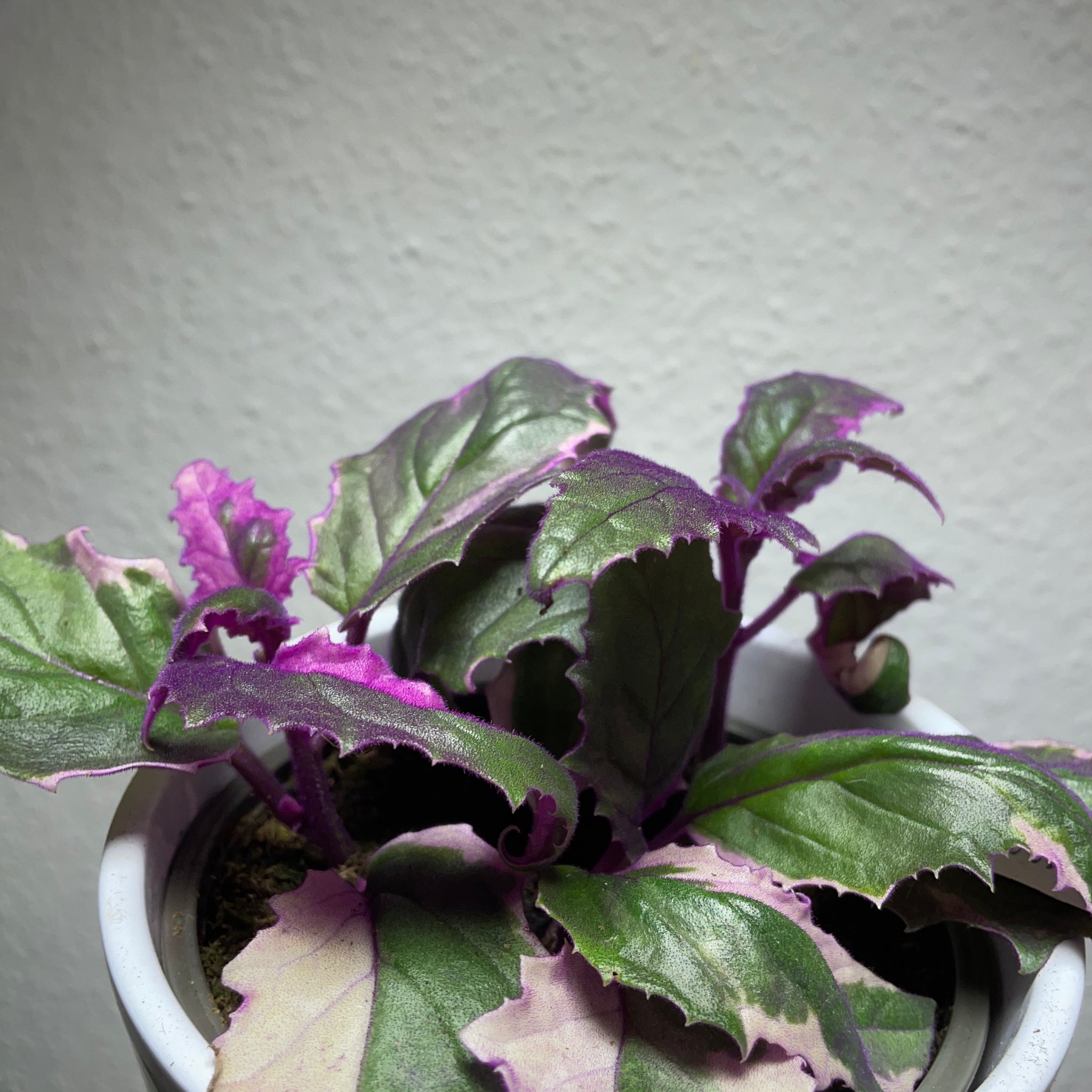 Gynura „Variegata“