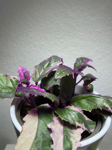 Gynura „Variegata“