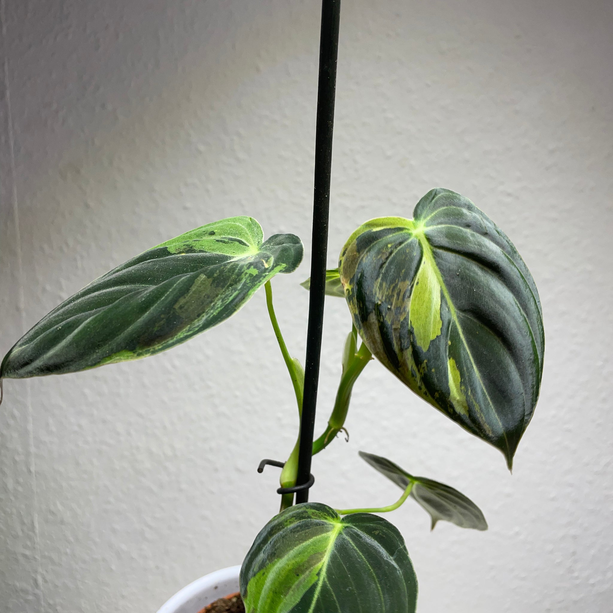 Philodendron melanochrysum „Aurea Variegata“