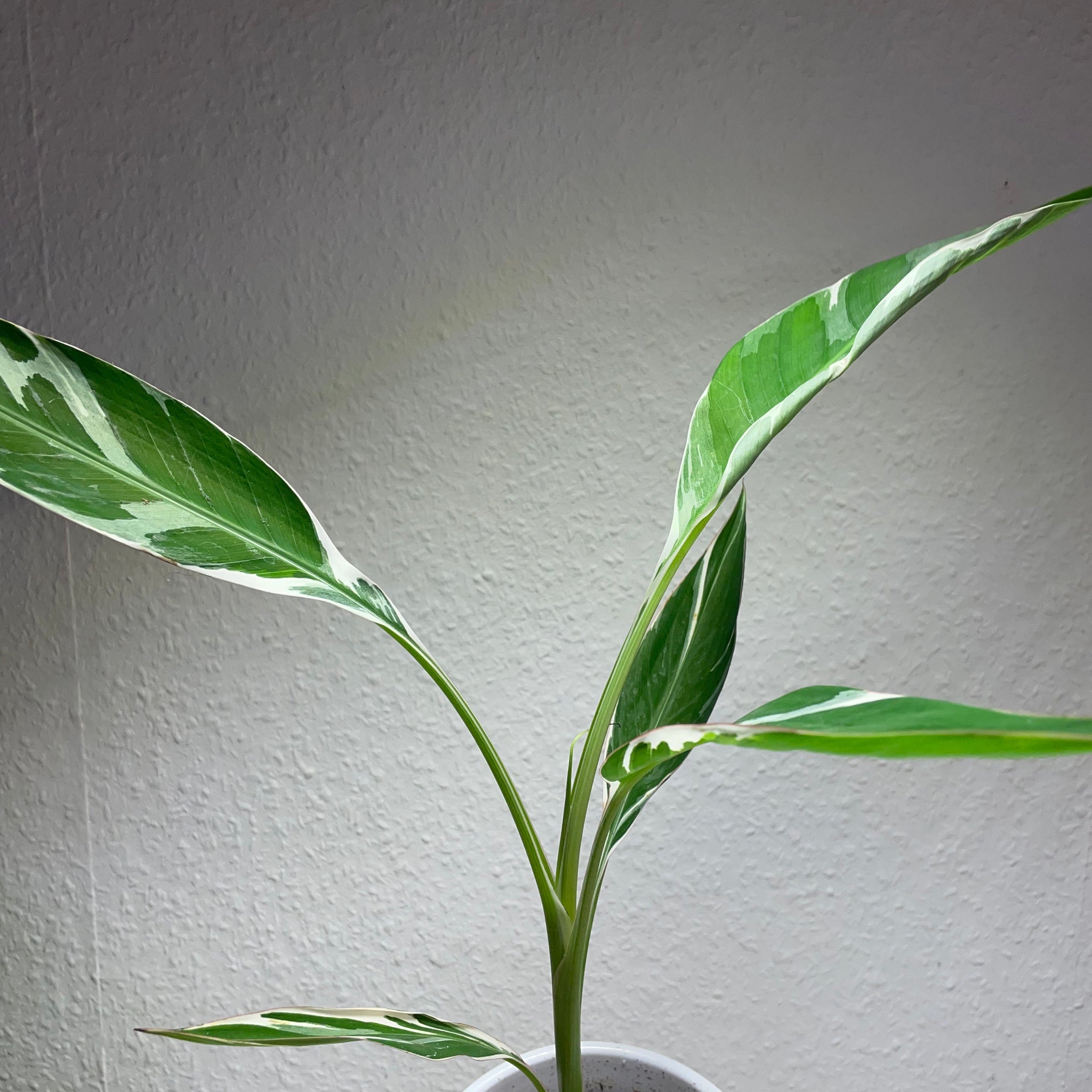 Musa  „Variegata“