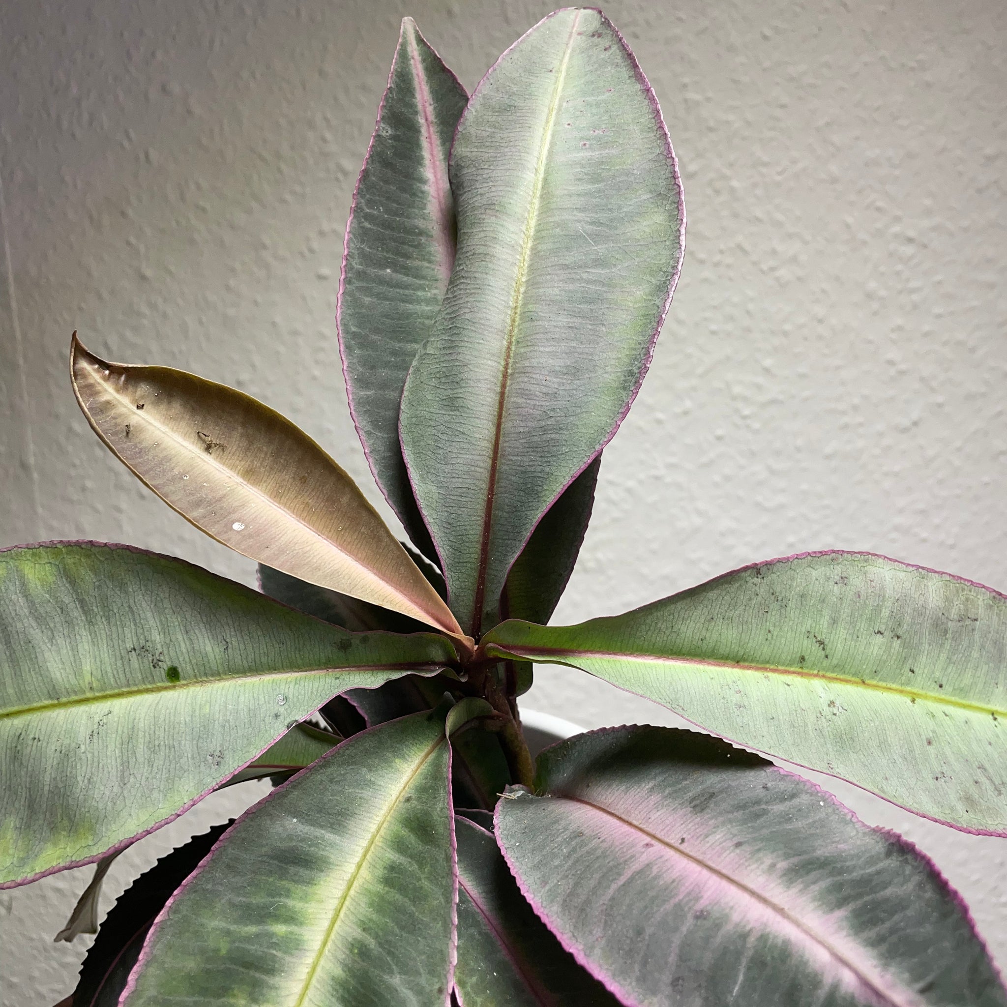 Labisia pumila