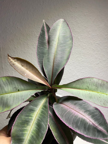 Labisia pumila