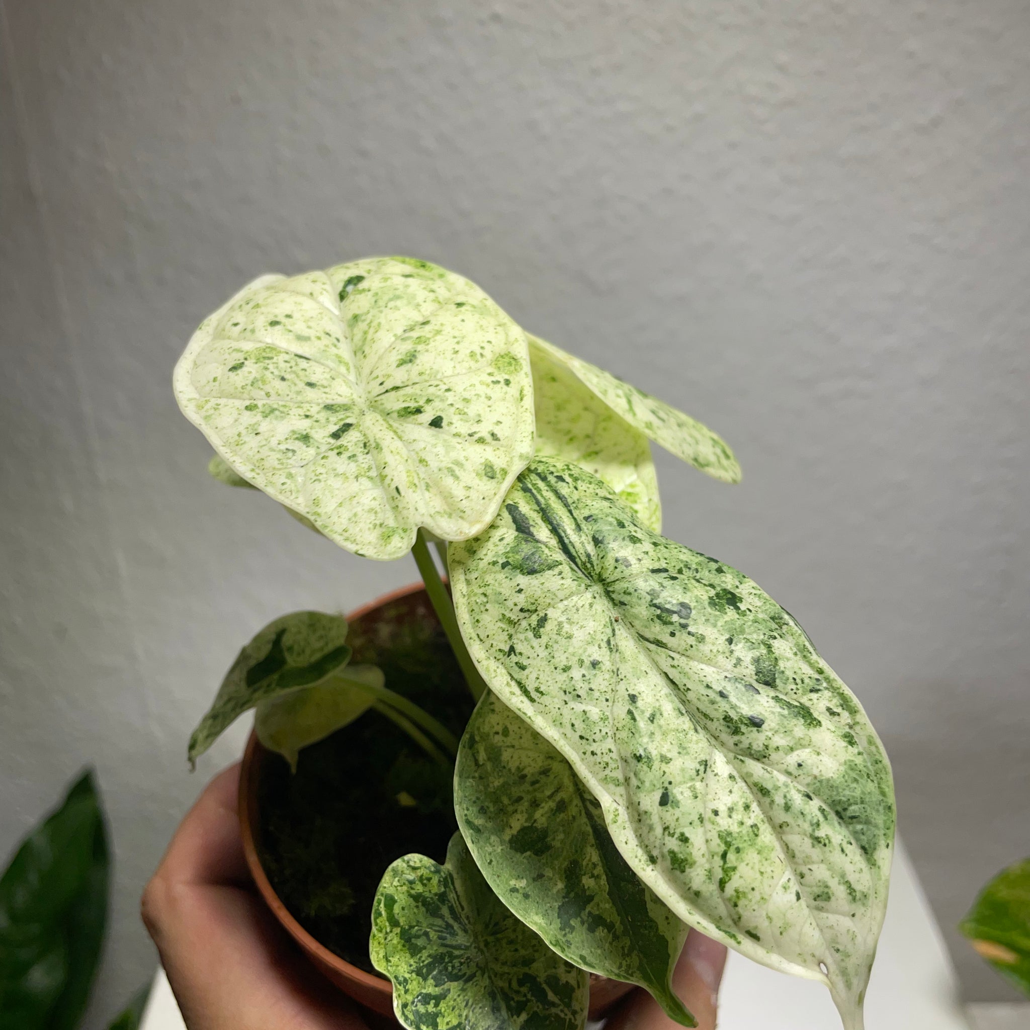 Alocasia „Dragon Scale Mint“