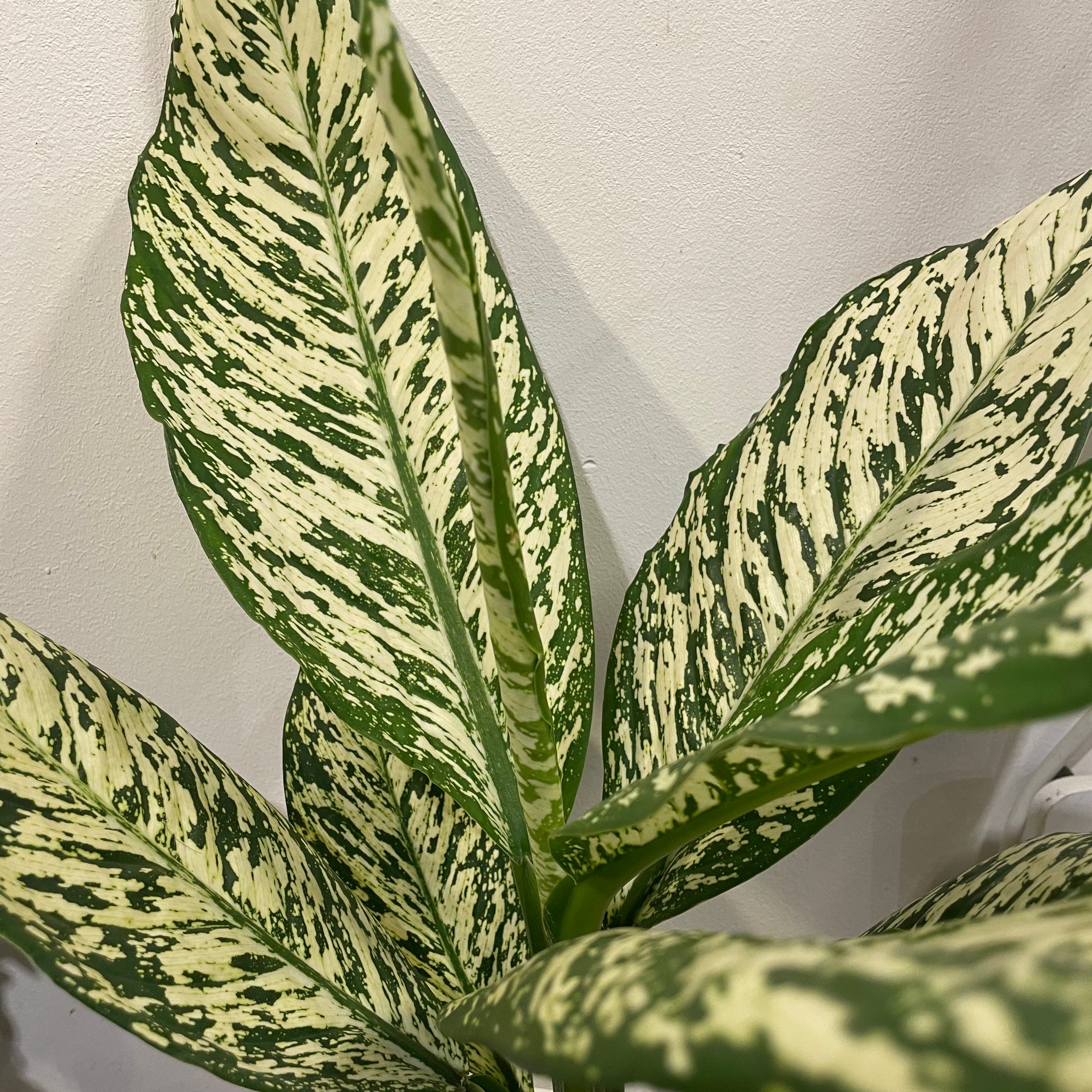 Diffenbachia „White Etna“